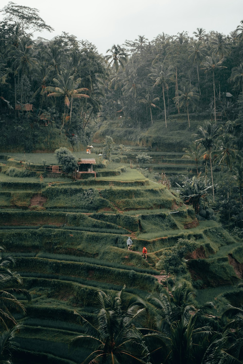 Green rice terraces and palms in Bali
